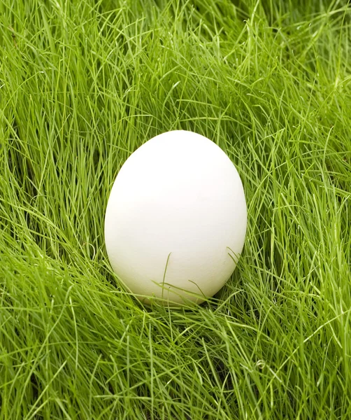 Uovo in erba — Foto Stock