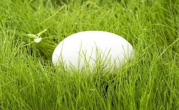 Egg in green grass — Stock Photo, Image