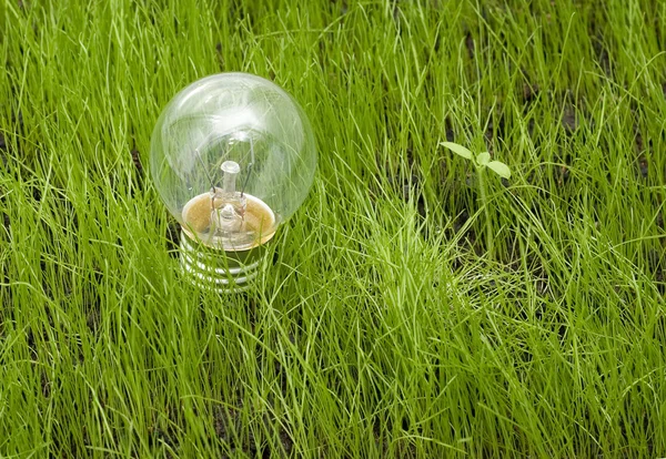Light bulb on grass — Stock Photo, Image