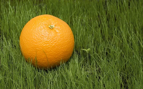 Orange på gräs — Stockfoto