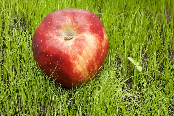 Красное яблоко на зеленом поле — стоковое фото