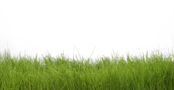 Våren grönt gräs — Stockfoto