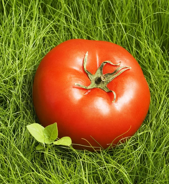 Tomato in grass — Stock Photo, Image
