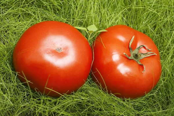 Tomatoes in grass — Stock Photo, Image