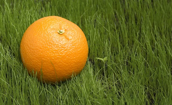Una naranja en pasto — Foto de Stock
