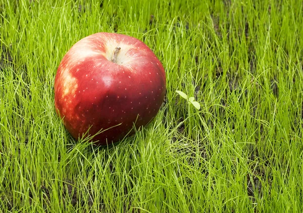 Яблоко на зеленой траве — стоковое фото