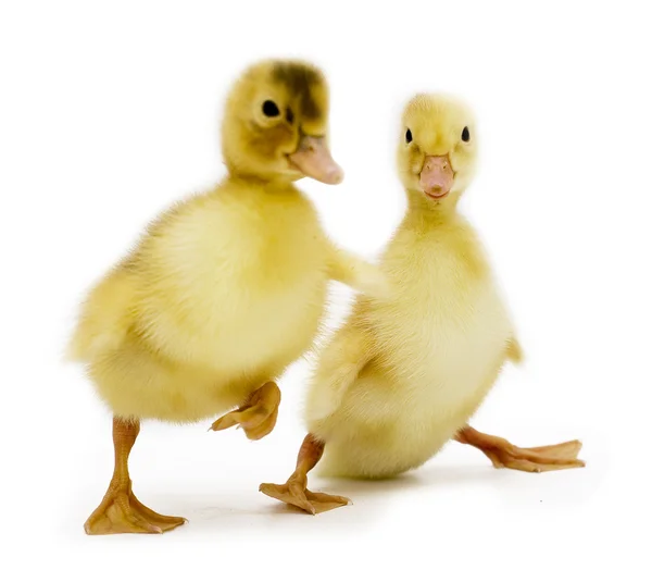 Drunk ducklings — Stock Photo, Image