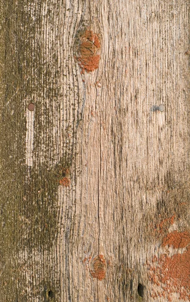 Vanha puu — kuvapankkivalokuva