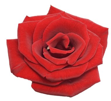 Red rose clipart