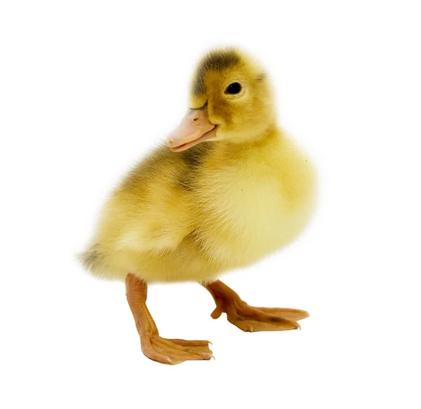 Cute duckling — Stock Photo, Image