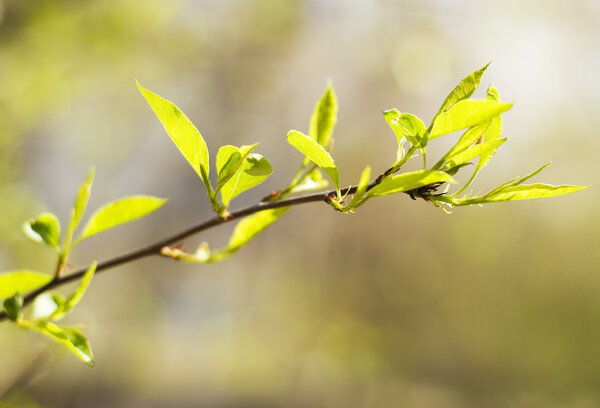 Twig