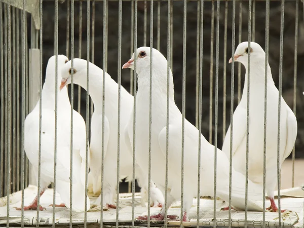 Doves in cage — Stock Photo, Image