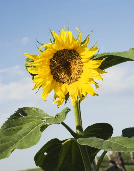 A sunflower — Stock Photo, Image