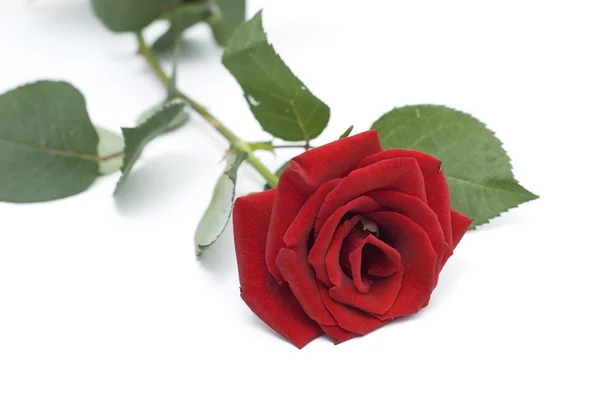 Роза красоты — стоковое фото