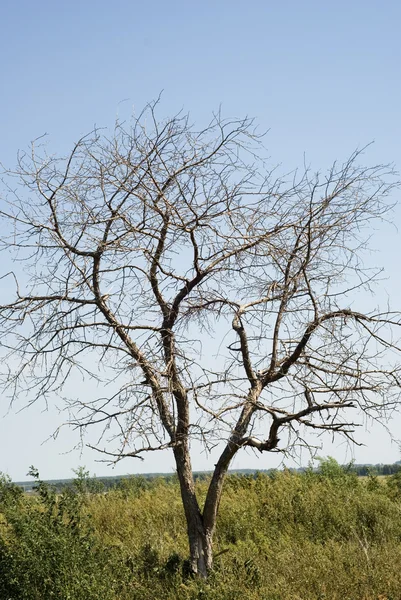 Kuru ağaç — Stok fotoğraf