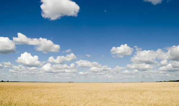 Wolkengebilde und Feld — Stockfoto