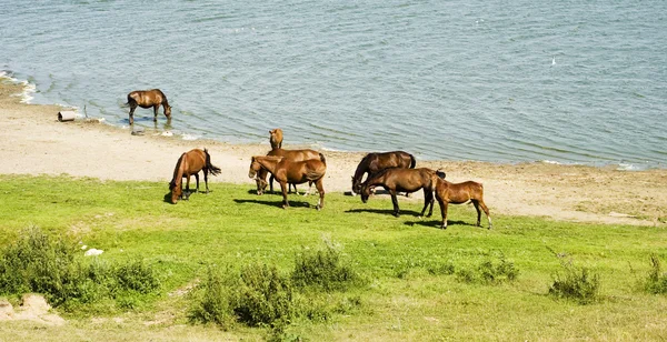 stock image Horses