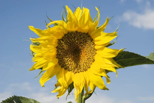 Sunflower and sky — Stock Photo, Image