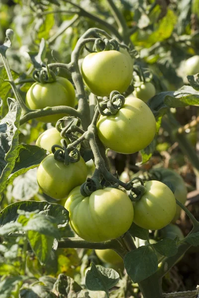 Unripe tomatoes — Stock Photo, Image