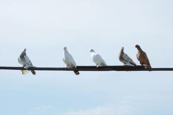 Doves on a plank — Stock Photo, Image