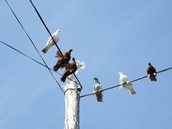 Tauben auf eine Stromleitungen — Stockfoto