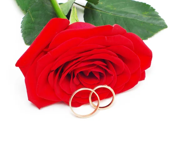 Rosa e anéis de casamento — Fotografia de Stock