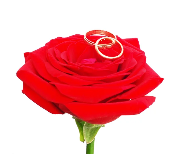 Rosa Rossa con anelli di nozze — Foto Stock