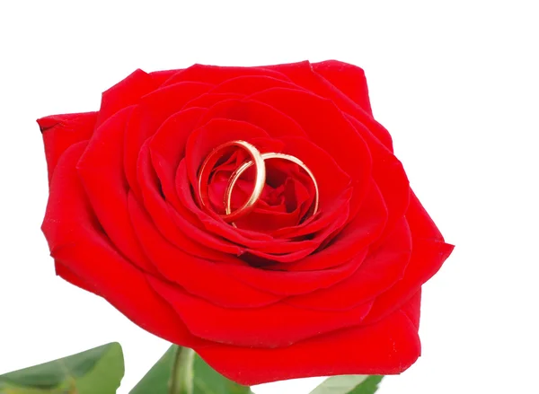 Rose with a wedding rings — Stock Photo, Image