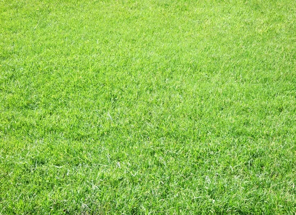 緑の草の背景 — ストック写真