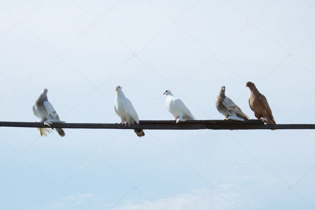 Doves on a plank