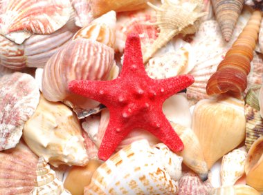 Starfish and seashells clipart