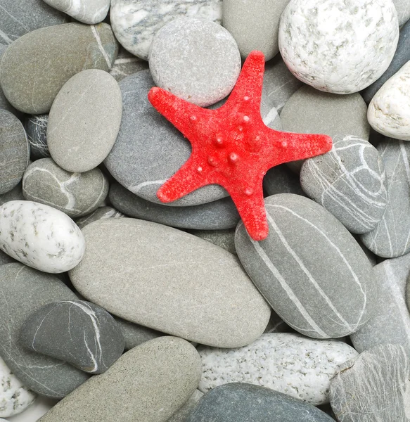 Pebbles and starfish — Stock Photo, Image