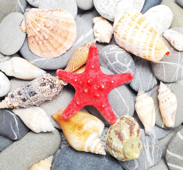 Pebbles and seashells — Stock Photo, Image