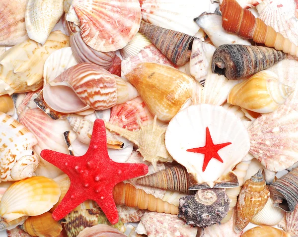Conchas do mar e estrelas-do-mar — Fotografia de Stock