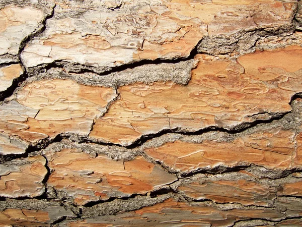 Wooden bark — Stock Photo, Image