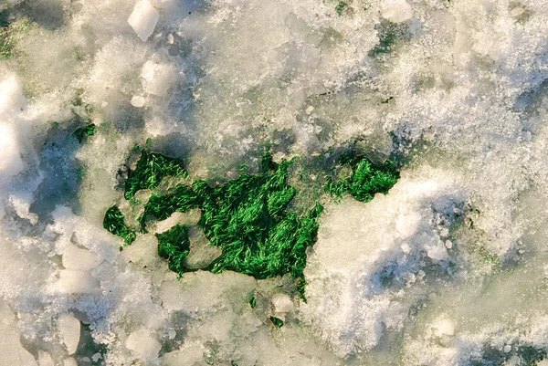 Сніг на траві — стокове фото