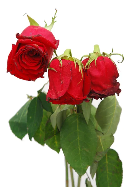 Zwiędły róż — Zdjęcie stockowe