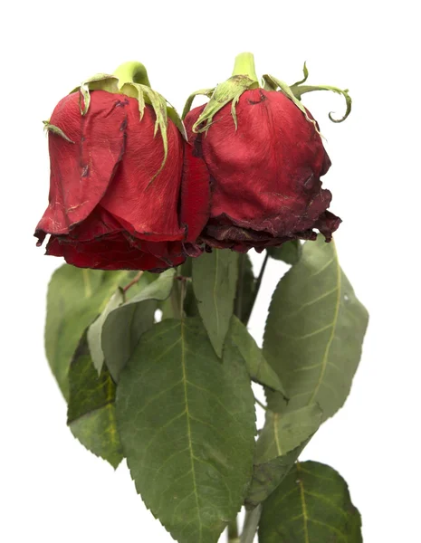 Zwei verwelkte Rosen — Stockfoto