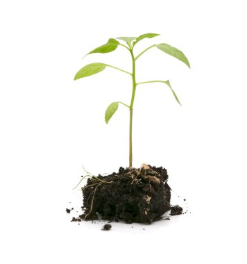 Growing plant clipart