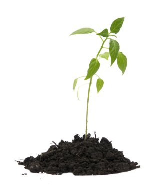 Growing plant clipart