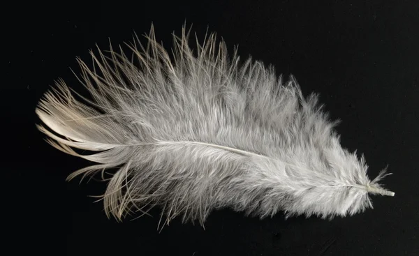 Πολύχρωμο φτερό — Φωτογραφία Αρχείου