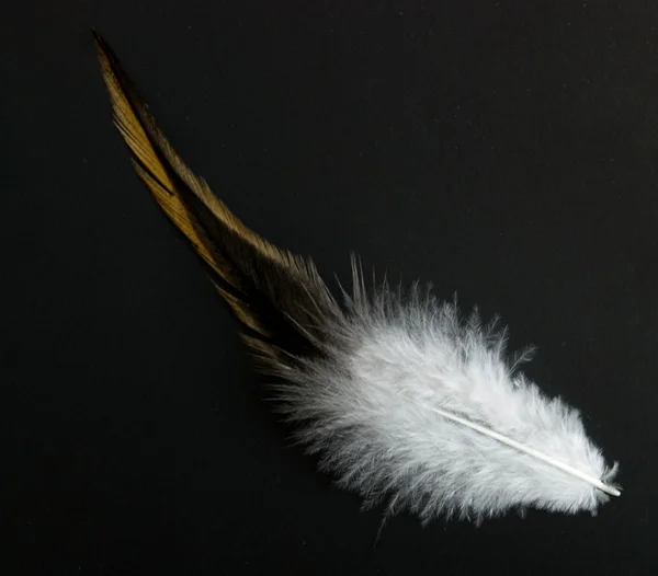 Colorful feather — Stock Photo, Image