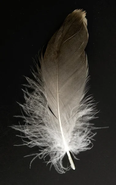 Πολύχρωμο φτερό — Φωτογραφία Αρχείου
