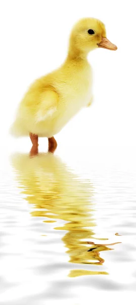 Pato — Foto de Stock