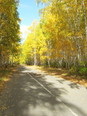 Forest Road