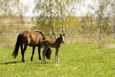 Mare and foal clipart