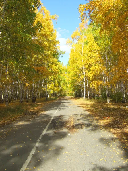 Droga w lesie — Zdjęcie stockowe