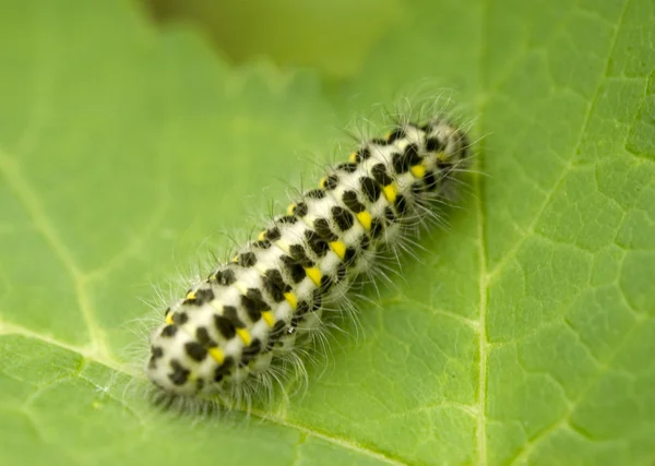 stock image Caterpillar