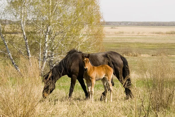 Foal and mare — Stock Photo, Image