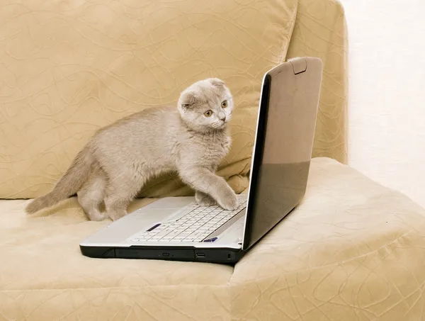 고양이와 노트북 — 스톡 사진